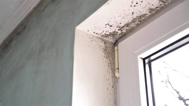 Best Basement Mold Removal  in Everett, MA