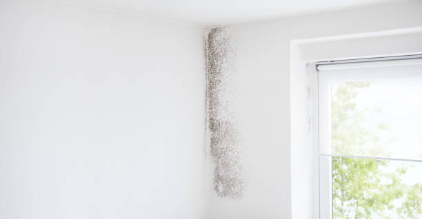 Best Post-Construction Mold Inspection  in Everett, MA