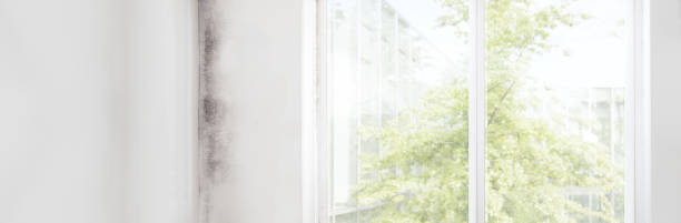 Best Water Damage & Mold Remediation  in Everett, MA